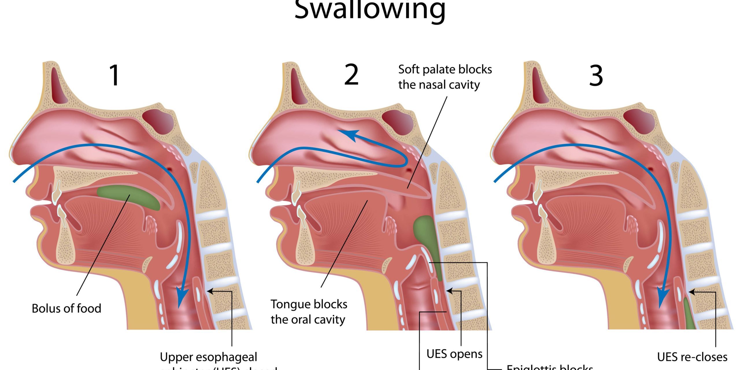 Speech and Swallowing Disorders-Cache Valley Ear, Nose & Throat-2245 N 400 E Ste 301, North Logan, UT